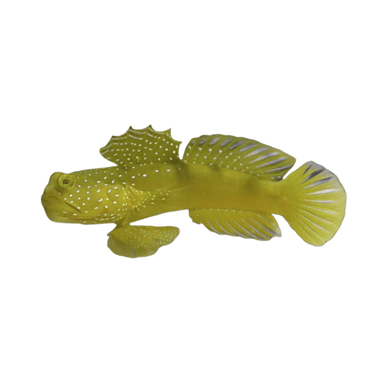 Yellow Watchman Goby