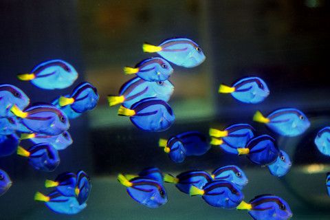 Blue Hippo Tang Sm