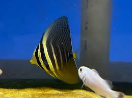 Sailfin Tang Md