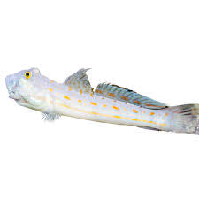 Diamond Goby Med