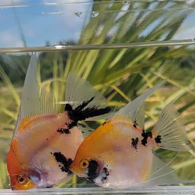 SUNSET ANGELFISH