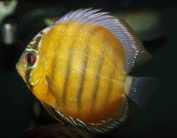 4” Cameta Brown Discus