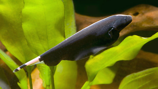 Black Ghost Knife Fish