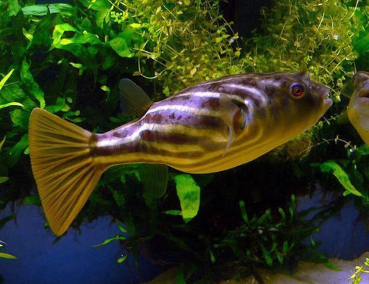 5-8” Fahaka Pufferfish