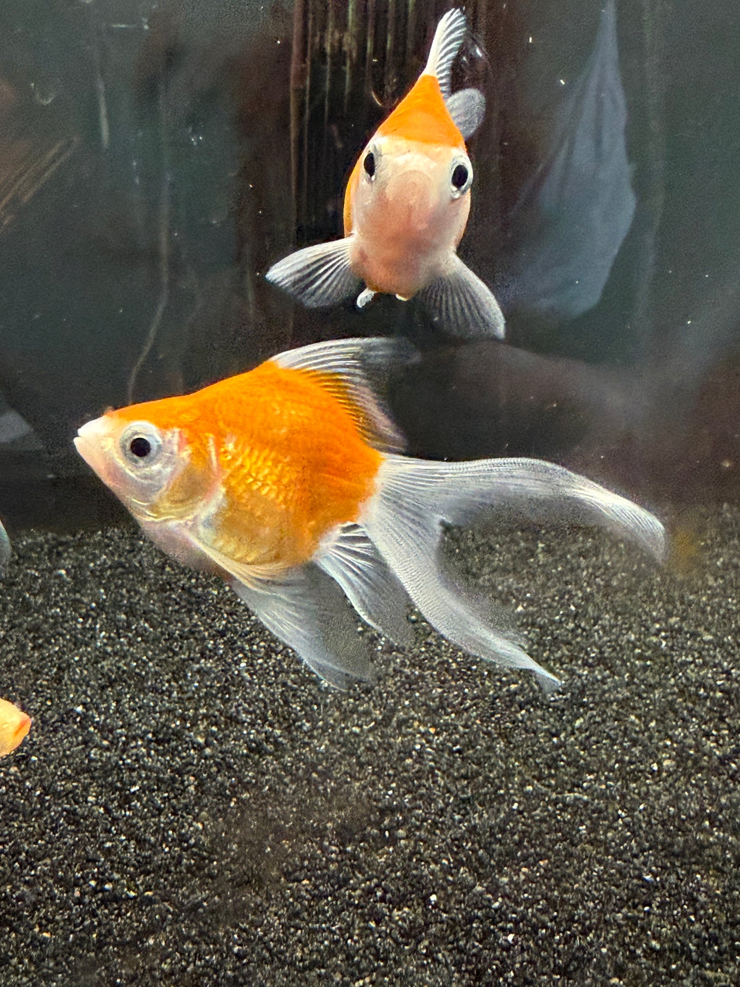 Tamasaba Goldfish 3”