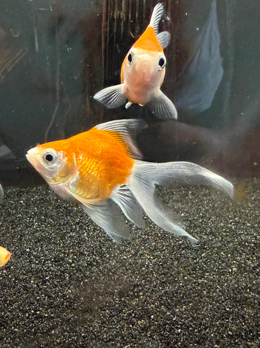 Tamasaba Goldfish 3”