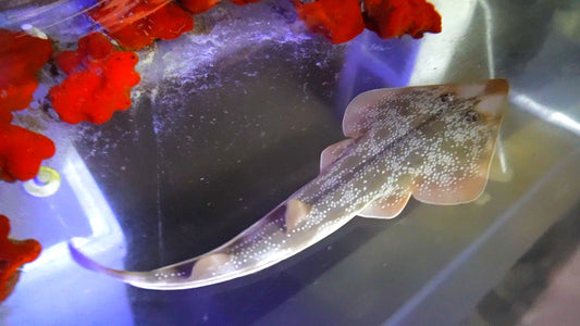 Guitarfish 13-16”