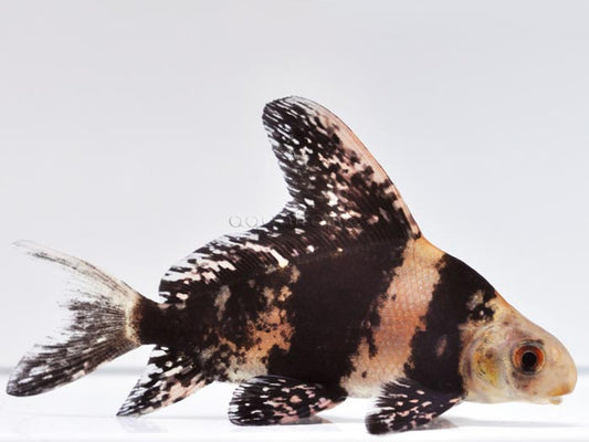 Chinese High Fin Loach Shark (3”)