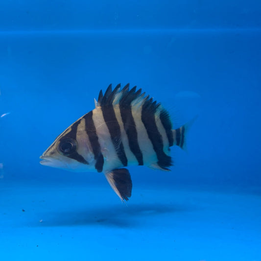 4 Bar Sumatra Datnoid (3-4”)