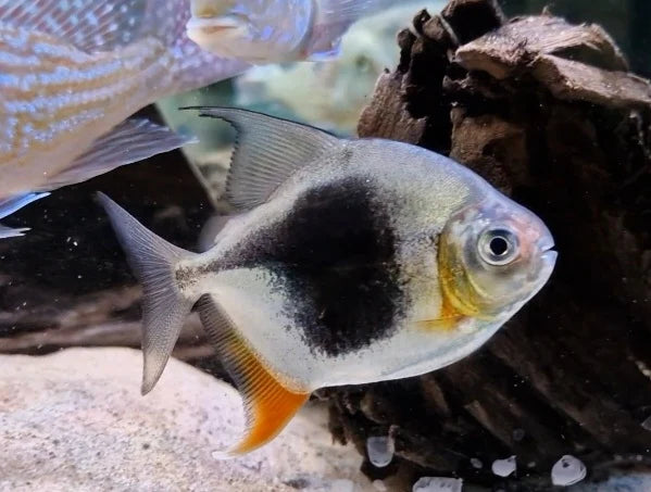 Blackberry Silver Dollar 2”