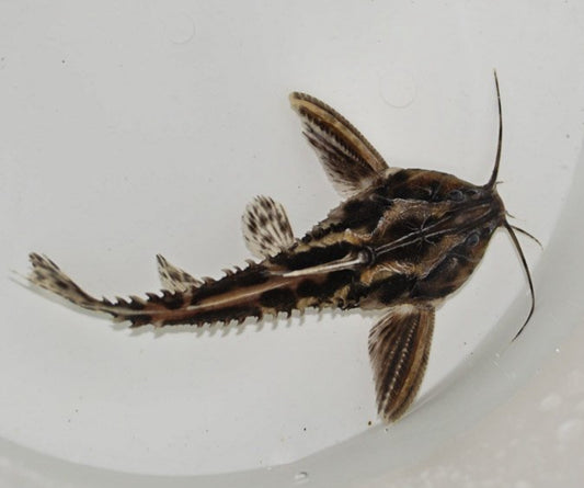 Irwini Catfish 4 inch rare freshwater catfish aquarium fish