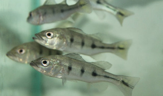 Kelberi Peacock Bass 3 inch juvenile peacock bass predator fish aquarium