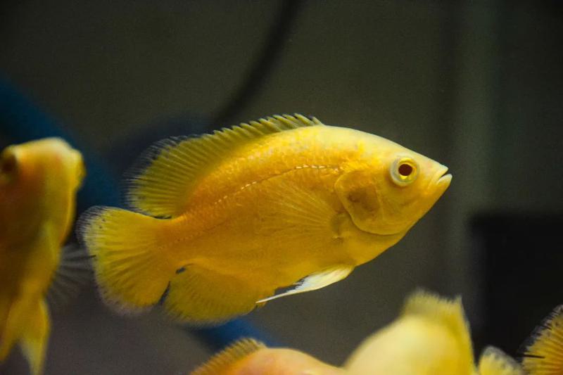 Lemon Oscar 3 inch bright yellow oscar cichlid aquarium fish