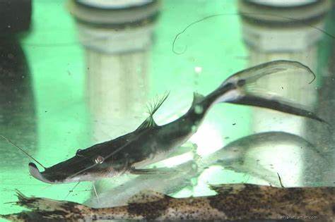 Foxtail Catfish (Sturio) - Peaceful Freshwater Aquarium Fish – Rob's ...