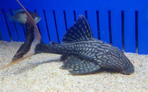 Papa Lyretail Pleco L090