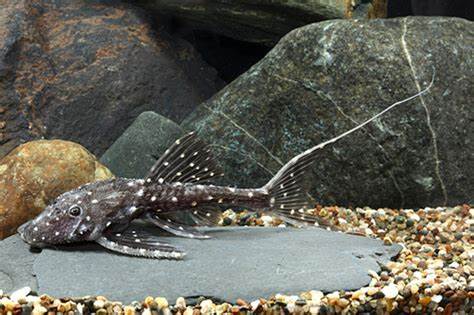 L-155 PSEUDOCANTHICUS ADONIS