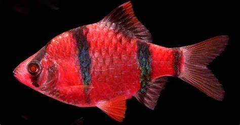 GloFish Starfire Barb 5 pack