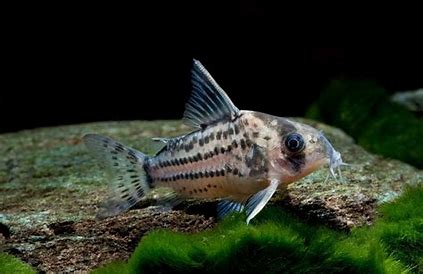 CORYDORAS SCHWARTZI 10 pack