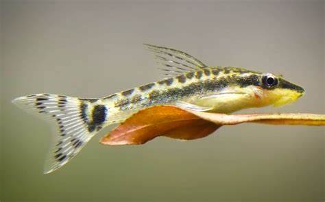 Otocinclus Catfish Algae Cleaners