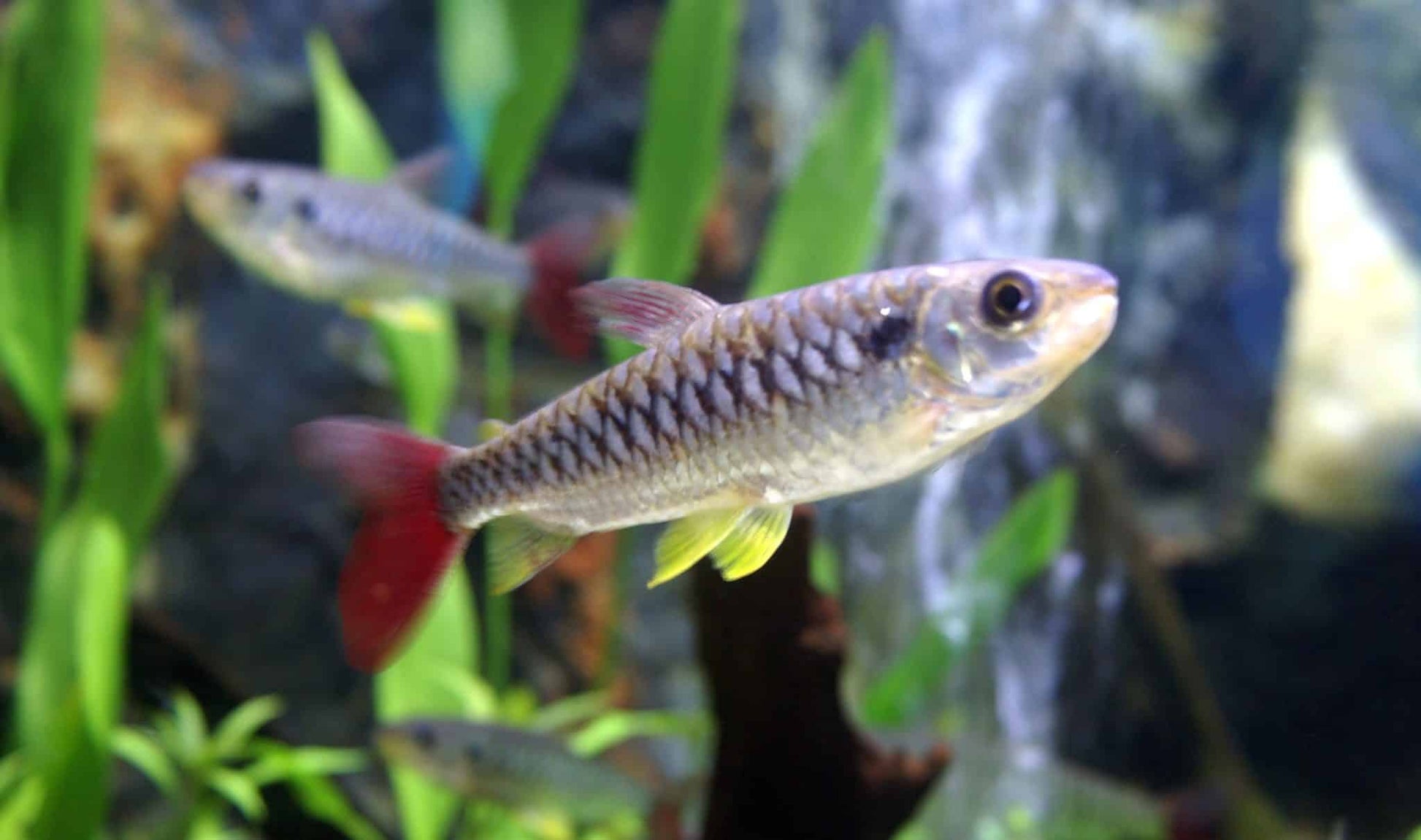 Monster Fish Tank Semi Aggressive Freshwater Fish Lemon Cichlid