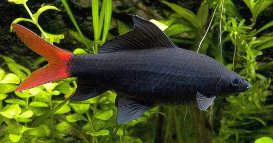 Red Tailed Black Shark (3")