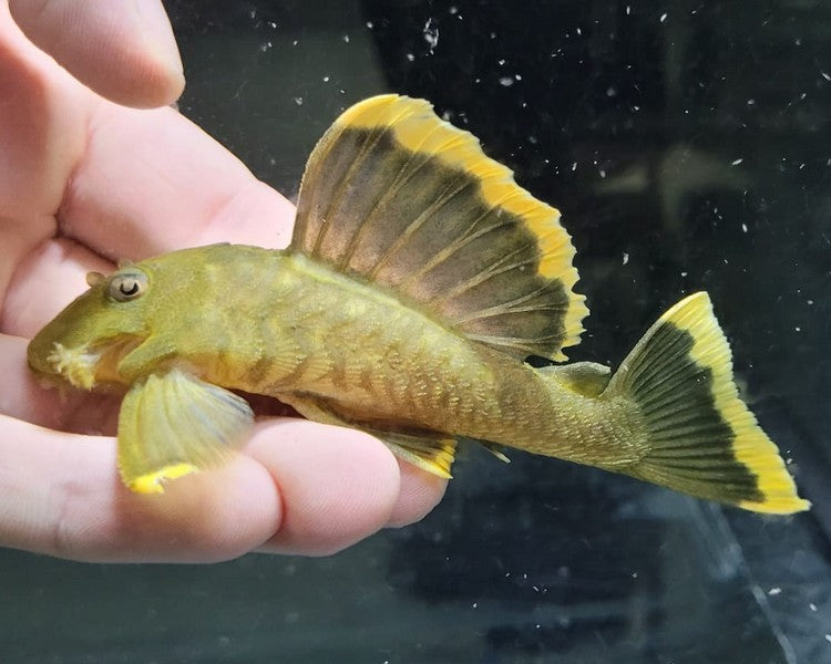 L-047 Mango Pleco (3.0")