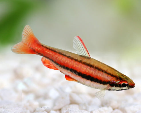 CORAL RED PENCIL FISH – Rob's Aquatics Fish Shop