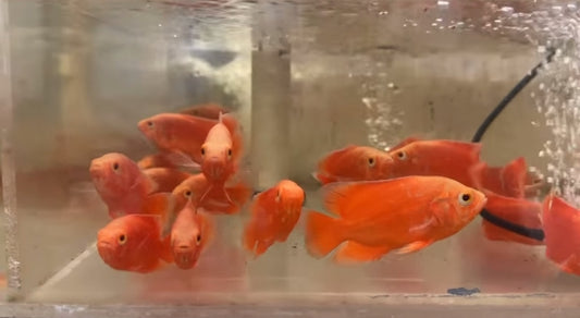 Red Chili Oscar 3 inch vibrant red cichlid aquarium fish