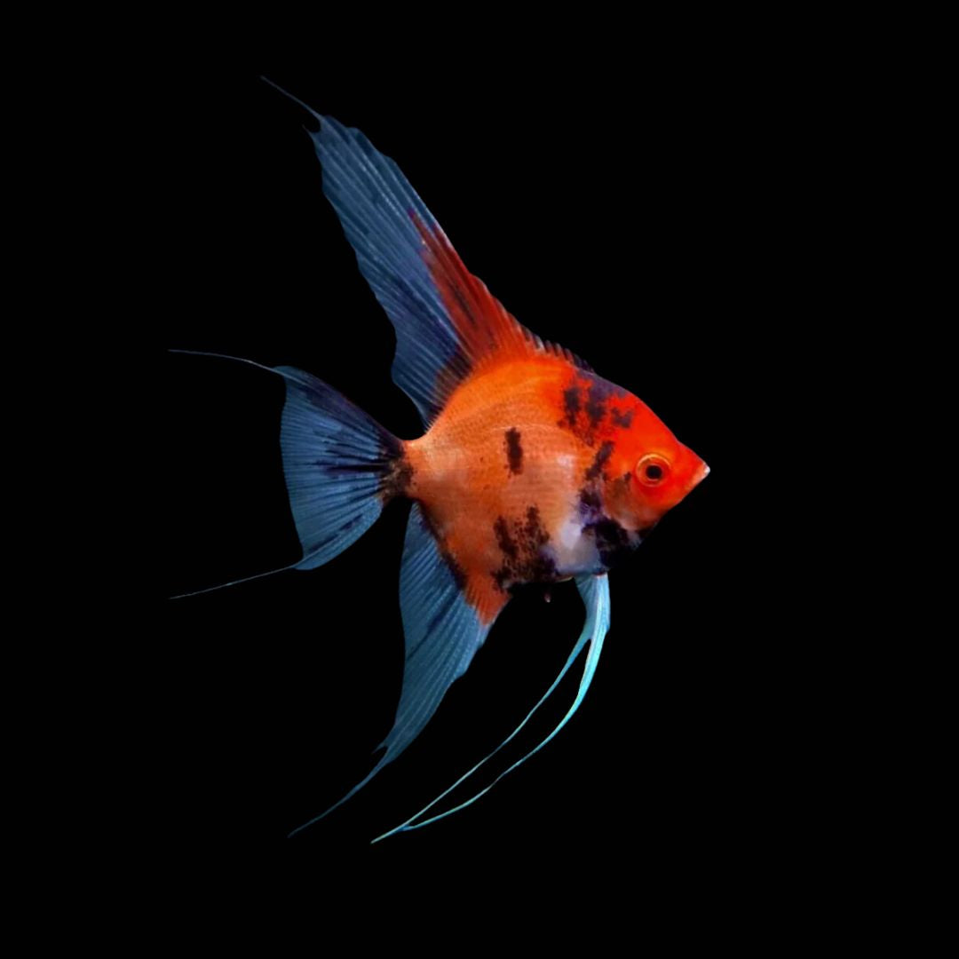 Red Devil Koi Angelfish nickel size red orange pattern aquarium fish