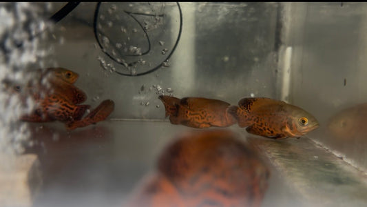Red Nemo Oscar Cichlid 3 inch bright orange red pattern aquarium fish