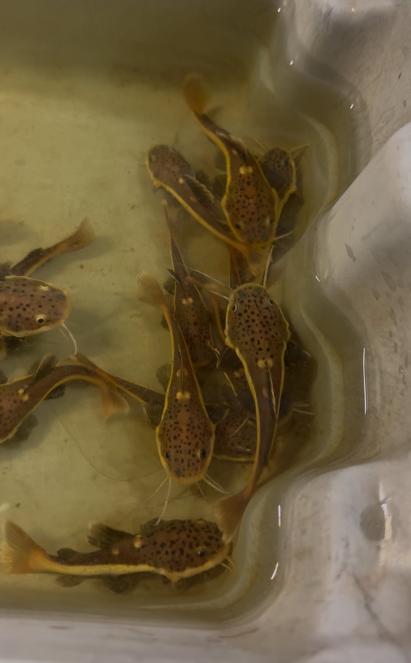 Redtail Catfish 2-3 inch juvenile red tail predator fish aquarium