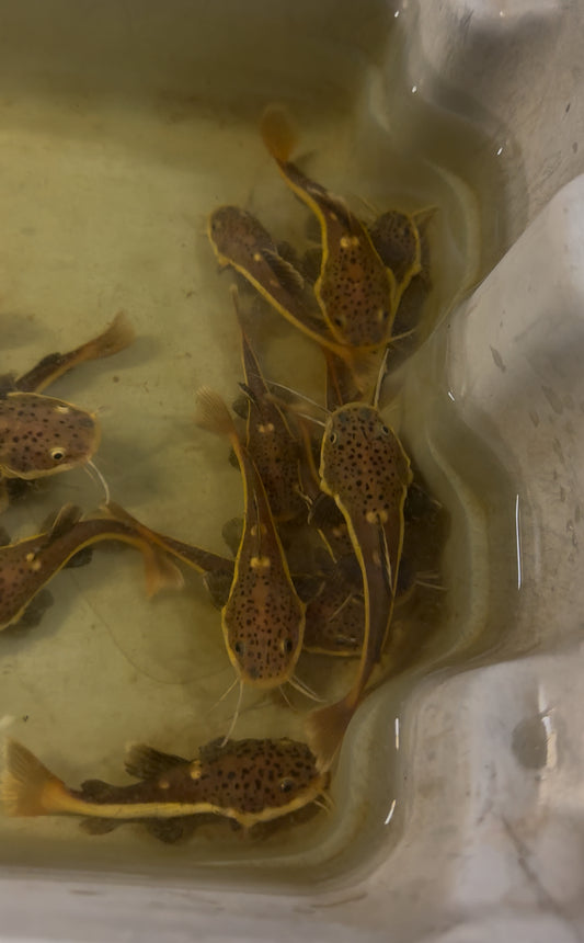 Redtail Catfish 2-3 inch juvenile red tail predator fish aquarium