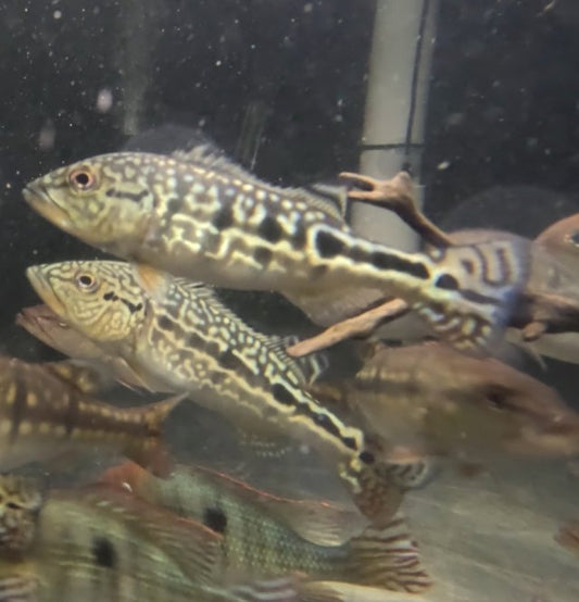 Royal Snakeskin Peacock Bass 3 inch snakeskin pattern predator fish aquarium