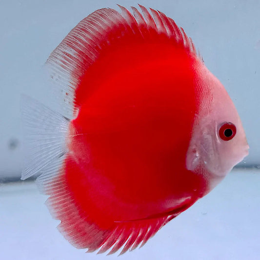 Ruby Red Discus 4 inch vibrant red discus freshwater fish aquarium
