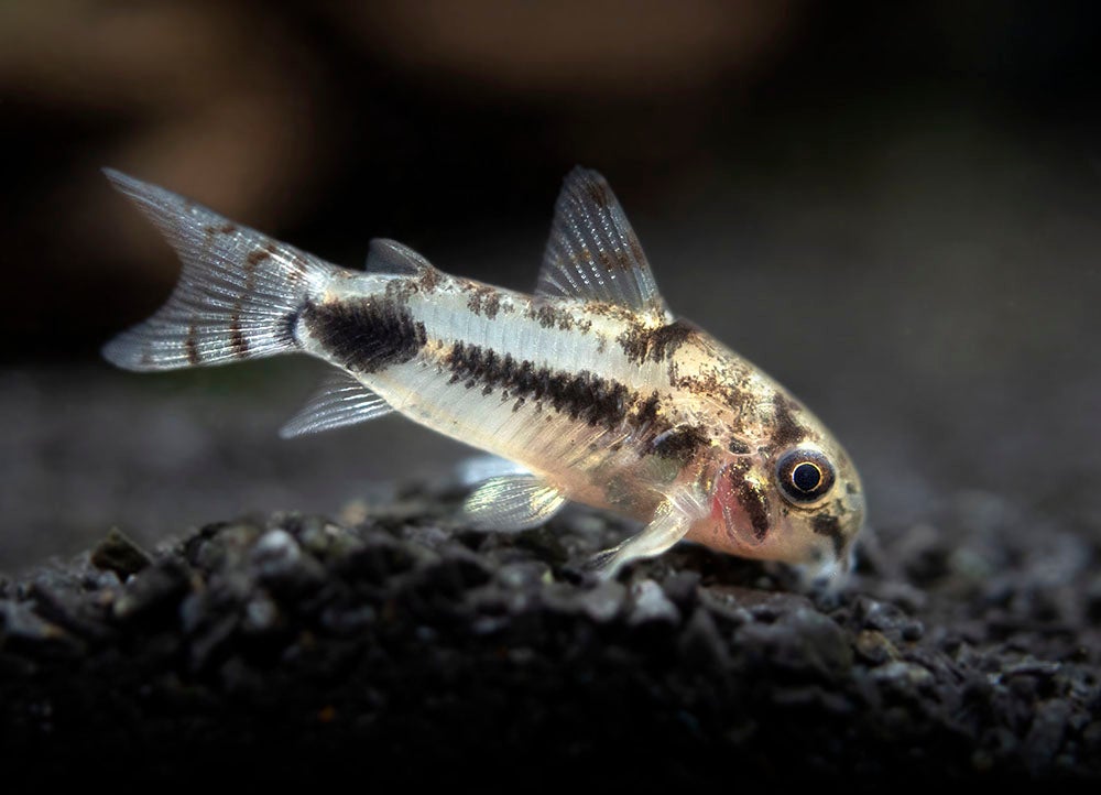 PYGMY SALT & PEPPER CORYDORAS 10 pack