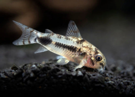 PYGMY SALT & PEPPER CORYDORAS 10 pack