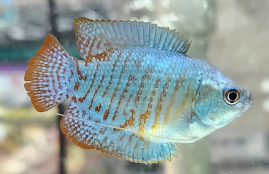 Cobalt Blue Dwarf Gourami