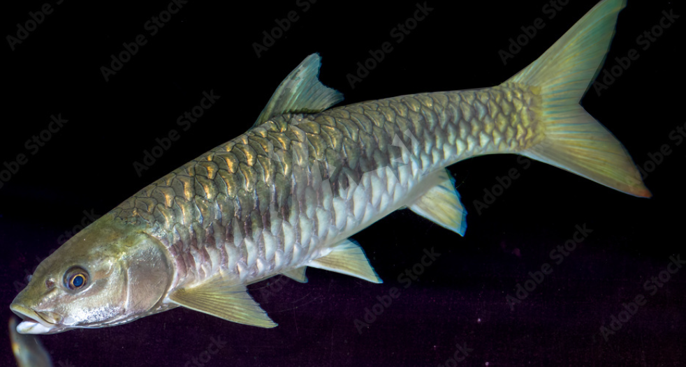 Gold Mahseer Fish for Sale (3 Inch) – Rare Monster Freshwater Fish ...