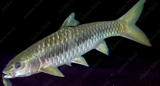 Gold Mahseer 3"