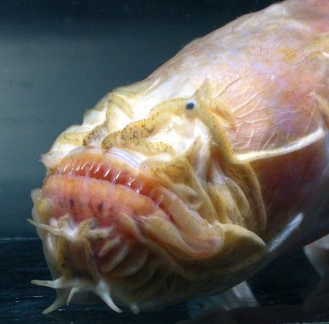Bearded Worm Goby