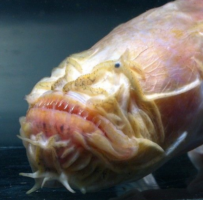 Bearded Worm Goby
