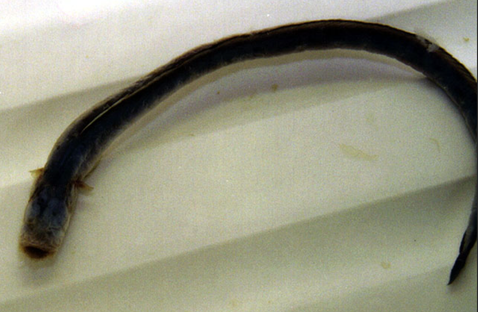 Bearded Worm Goby