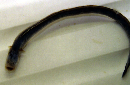 Bearded Worm Goby