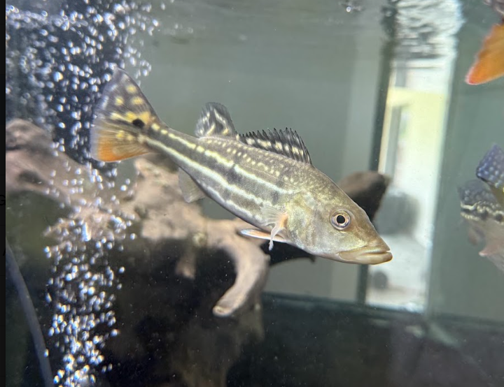 Temensis Peacock Bass 7”
