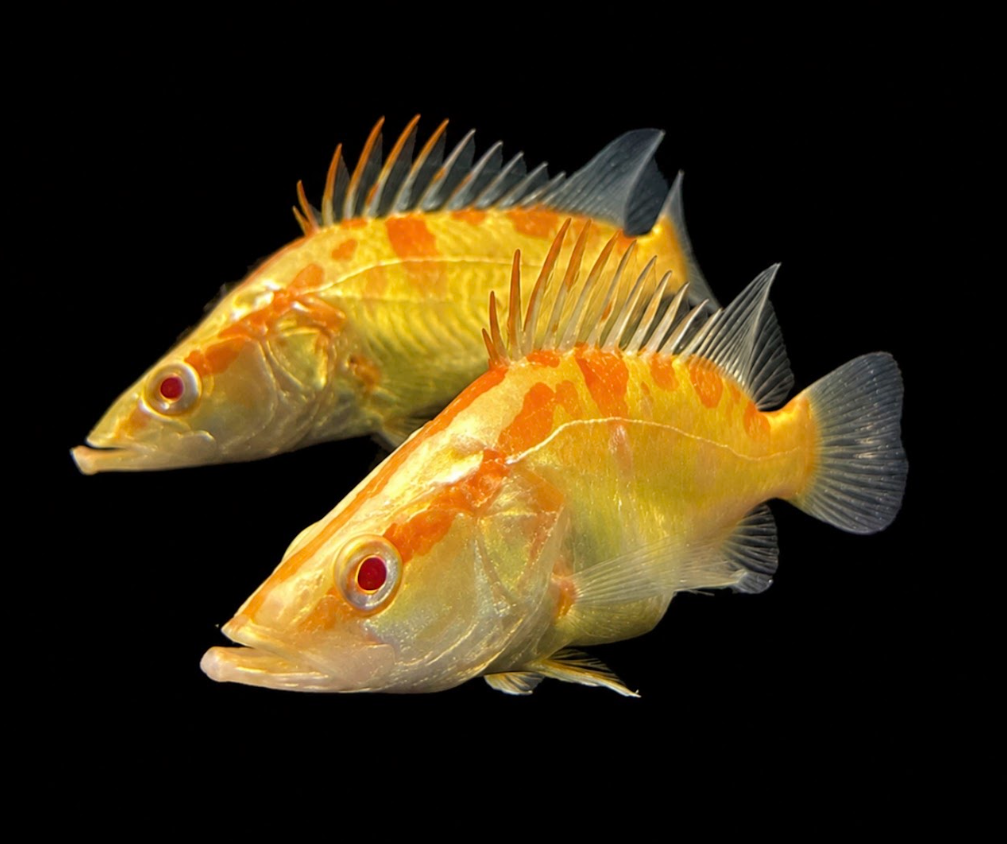Albino Chinese Perch 2-3”