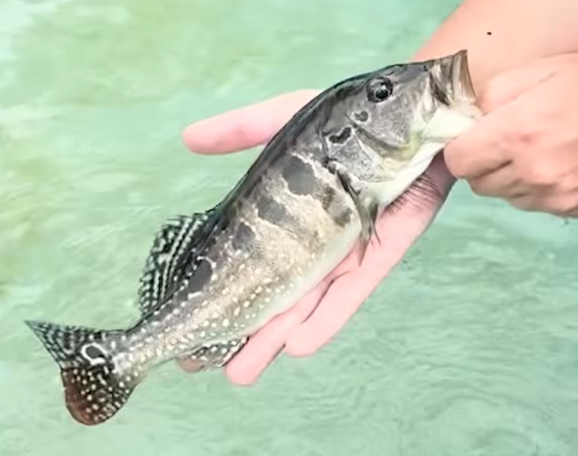 Royal Snakeskin Peacock Bass 10-12”