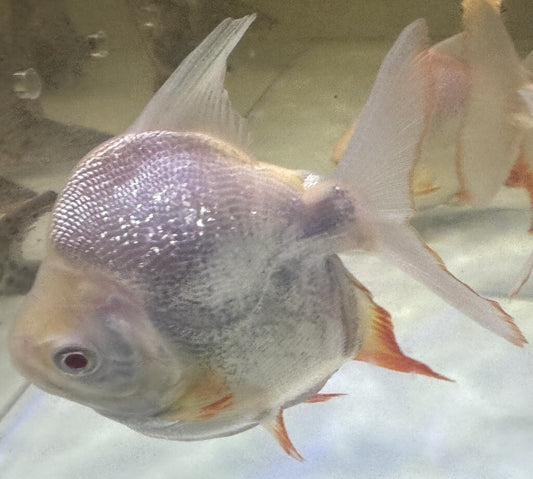 Short Body Albino Pacu 4 inch bright white pacu freshwater fish aquarium