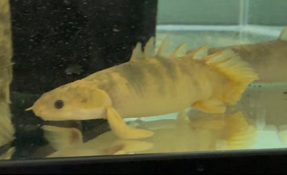 Shortbody Senegal Bichir with marbled pattern 6 inch freshwater fish