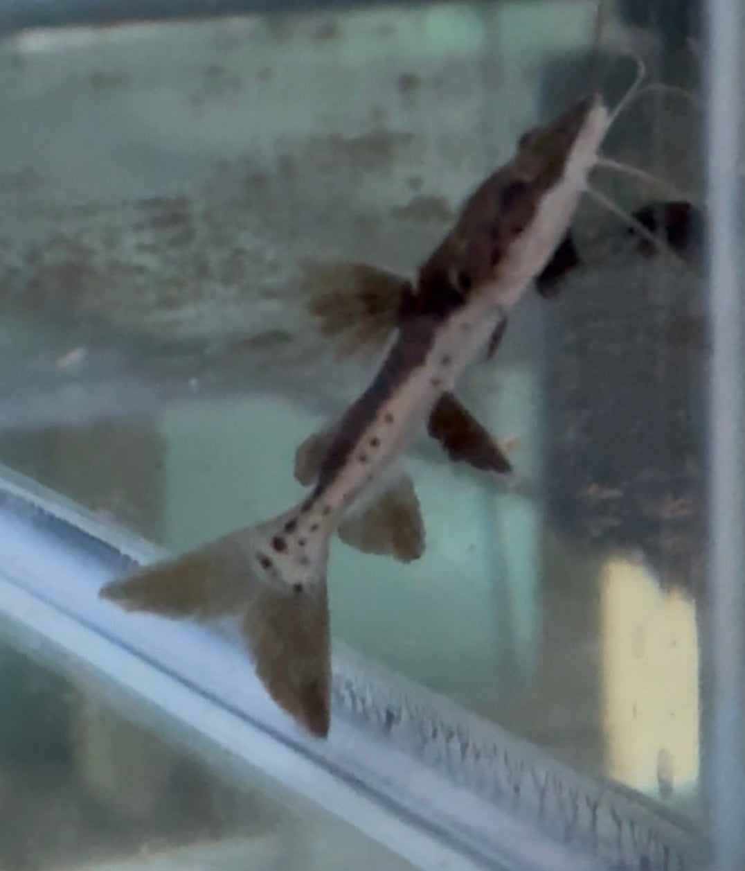 TSN x RTC Hybrid Catfish 3-4 inch tiger shovelnose redtail hybrid predator fish