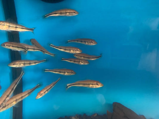 Temensis Peacock Bass 2-3 inch juvenile peacock bass predator fish aquarium